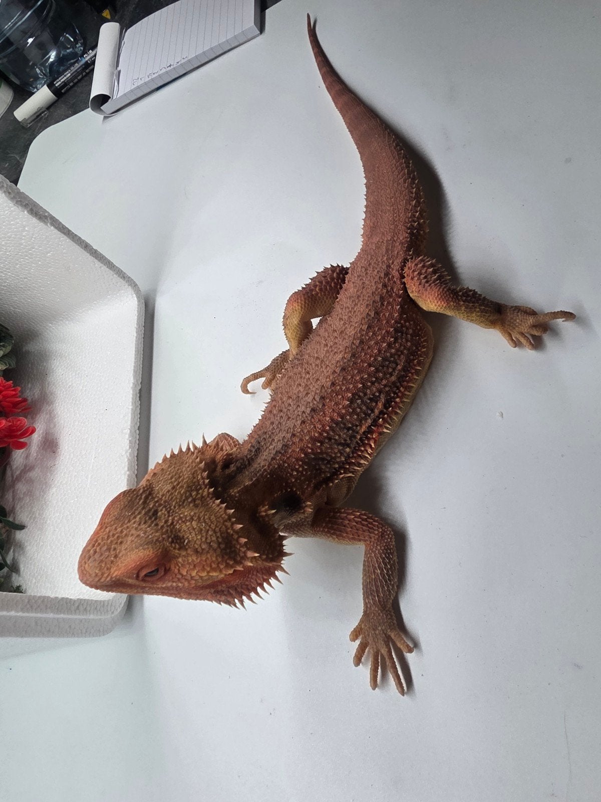 Baardagaam Hypo, trans, man, 1 jaar, eigen kweek Bearded Dragon photo 2