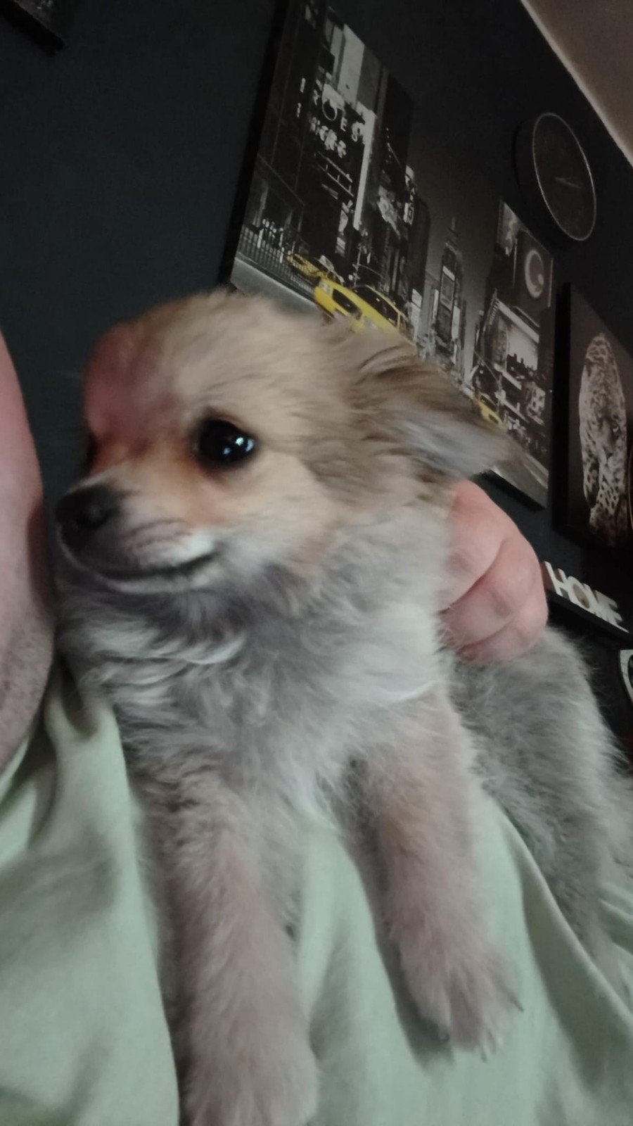 Lieve pomchi  3 mnd. Vader stamboom pomeriaan. Moeder chihua, Dieren en Toebehoren, Overige rassen, 8 tot 15 weken, Teef, Eén hond