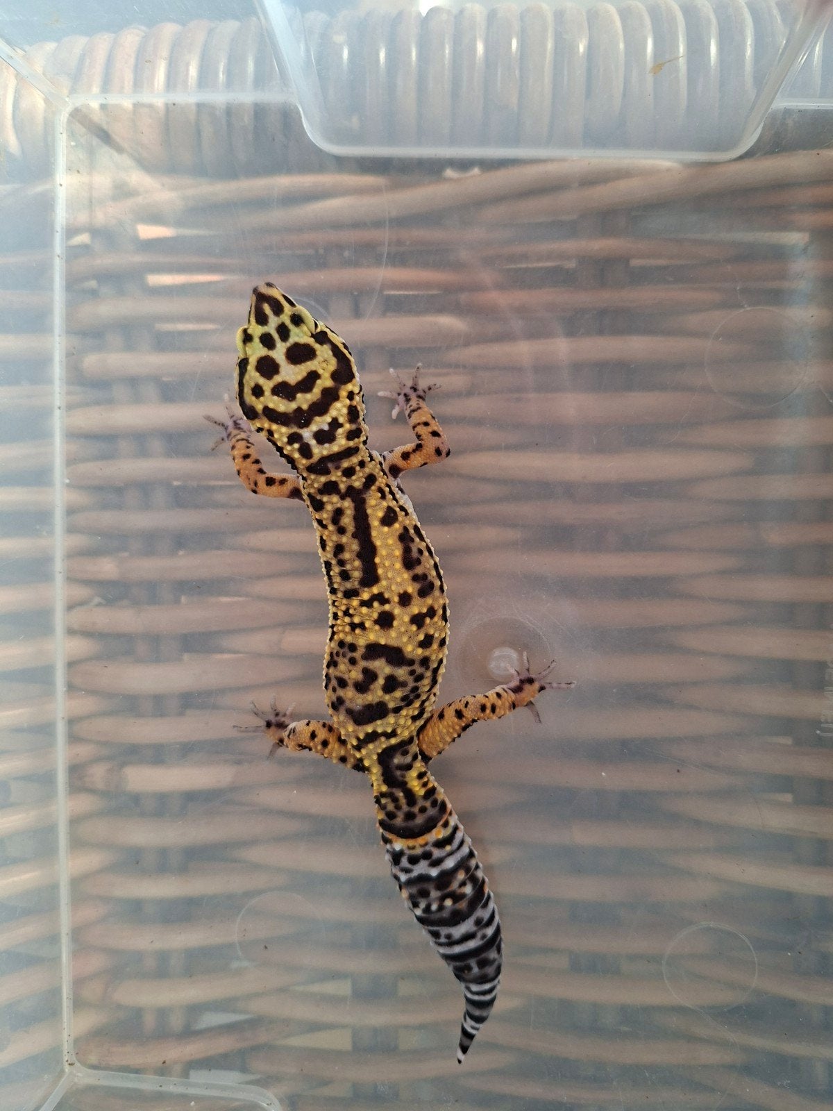 Eublepharis Macularius luipaardgekko man en vrouwen te koop Leopard Gecko photo 2