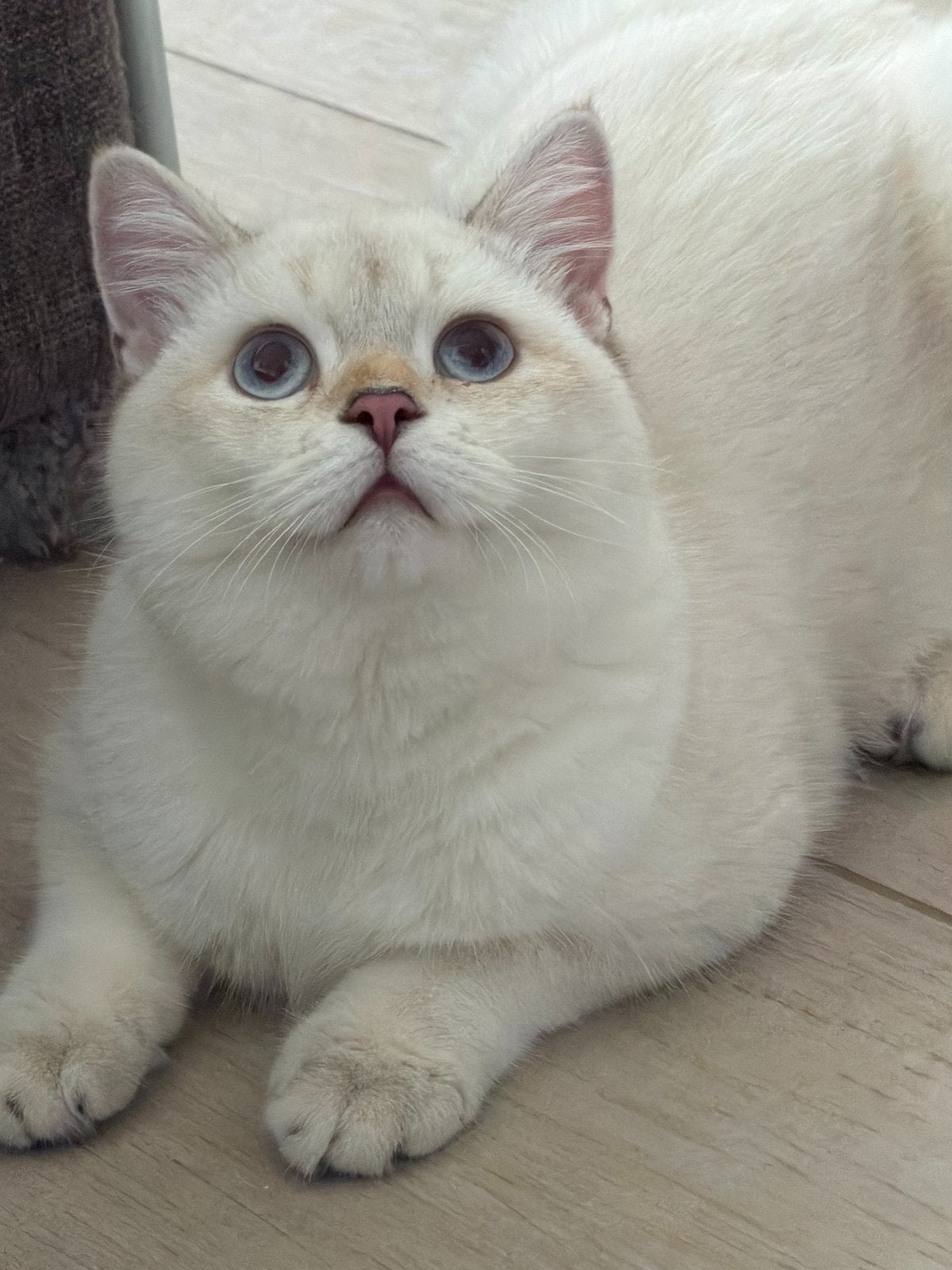 British shorthair Black Golden Shell + blue point, Meerdere dieren, Met stamboom, 0 tot 2 jaar