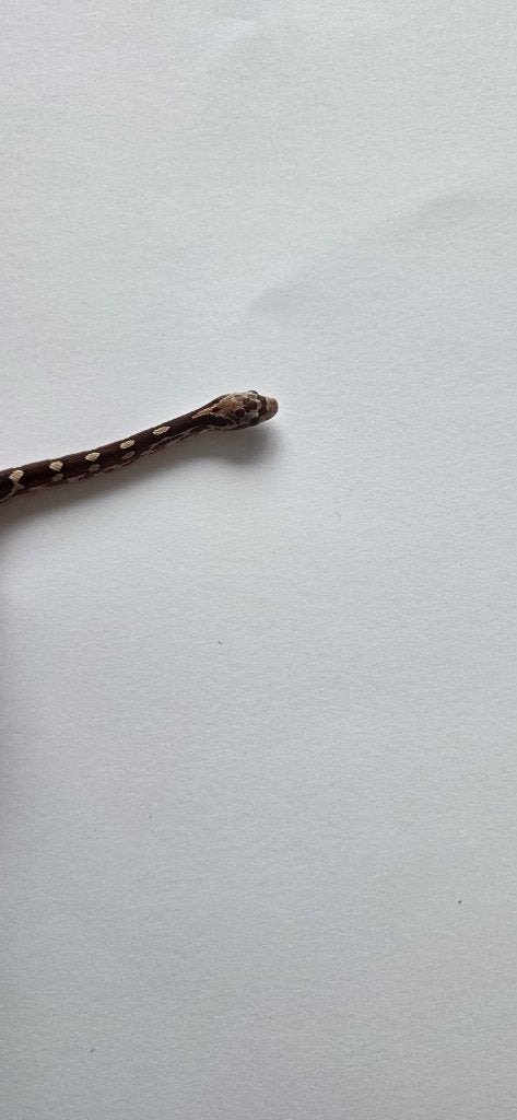 Prachtige Baby Rattenslangen (Met Bloodred-genetica) Rat Snake photo 6