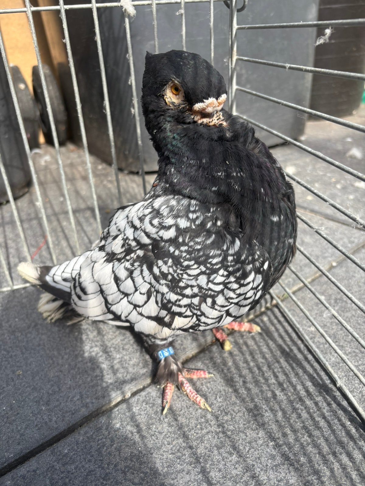Oosterse meeuwen, Meerdere dieren, Overige soorten