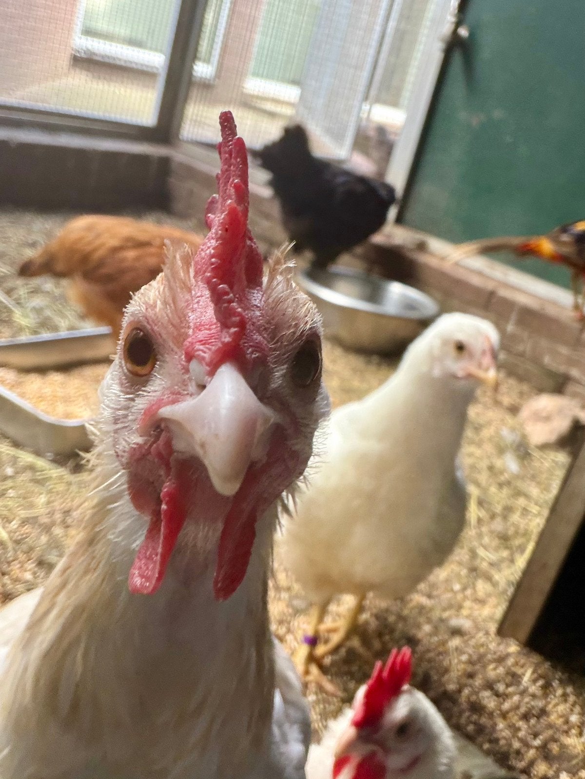 Toompje kuikens van verschillende leeftijden, Dieren en Toebehoren, Pluimvee, Kip, Meerdere dieren