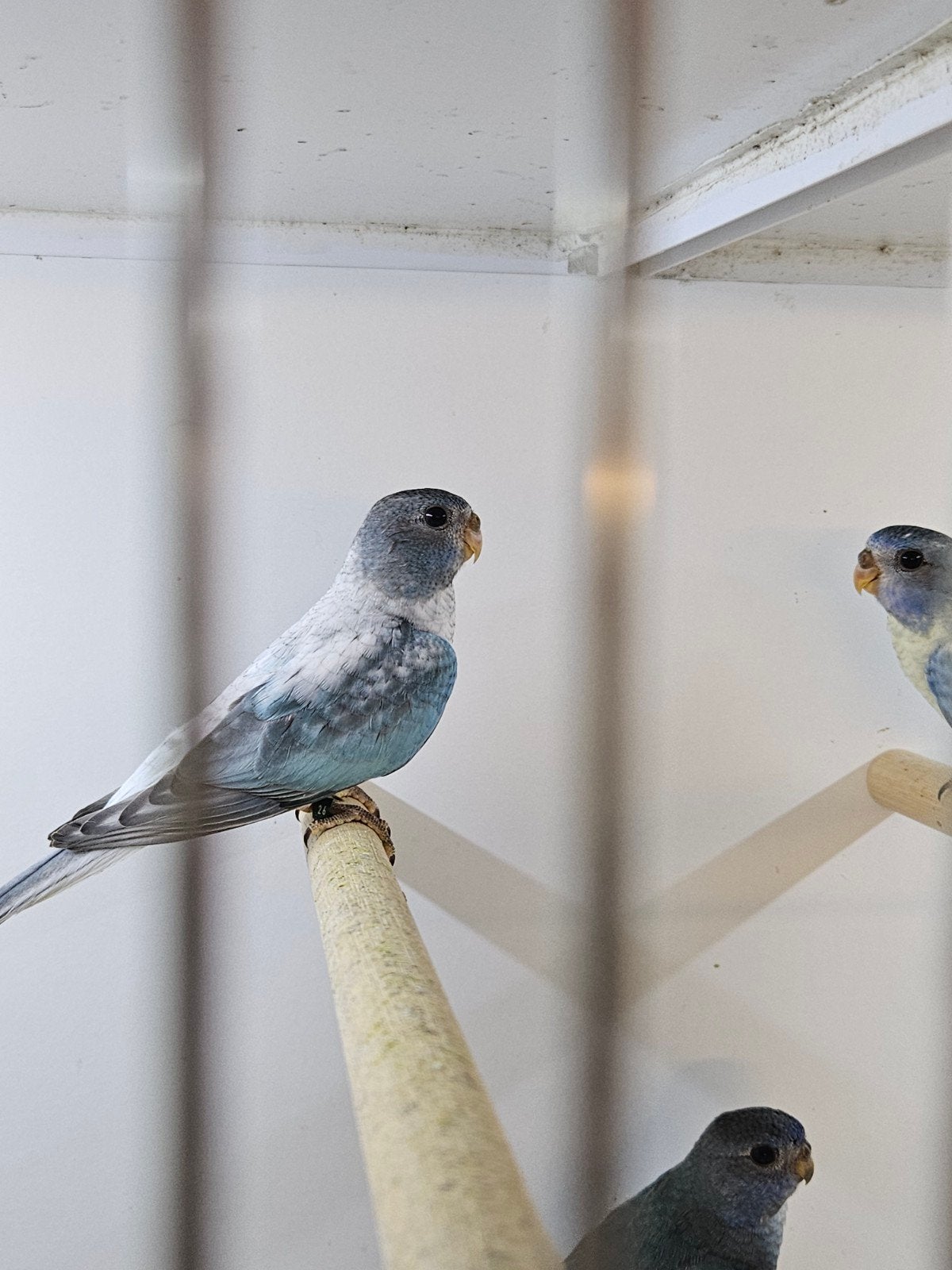 splendid 2026, Dieren en Toebehoren, Vogels | Parkieten en Papegaaien, Meerdere dieren, Parkiet