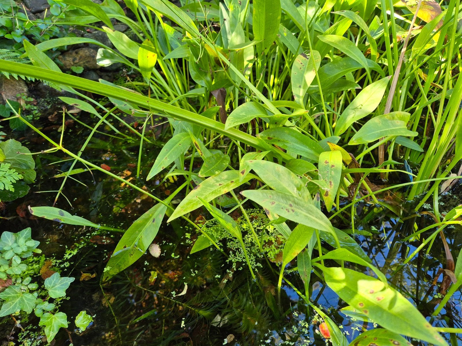 Waterweegbree - 8 voor €5, Ophalen, Volle zon, Vaste plant, Zomer