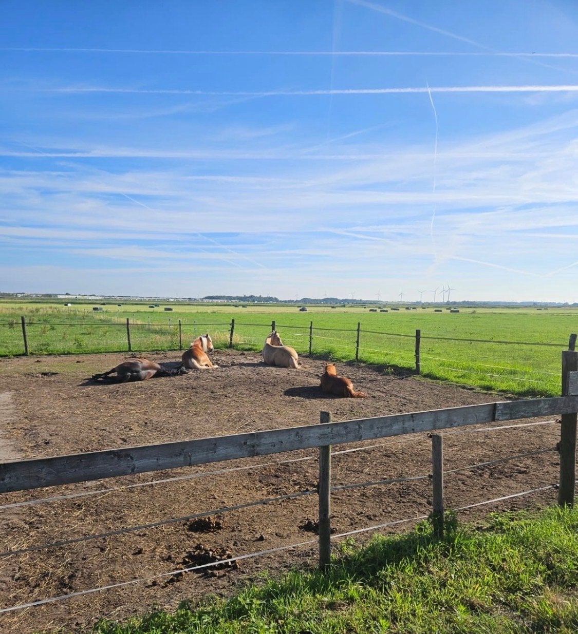 Stalling 24/7 buiten met schuilstal - paddock - Blaricum, Stalling, 1 paard of pony