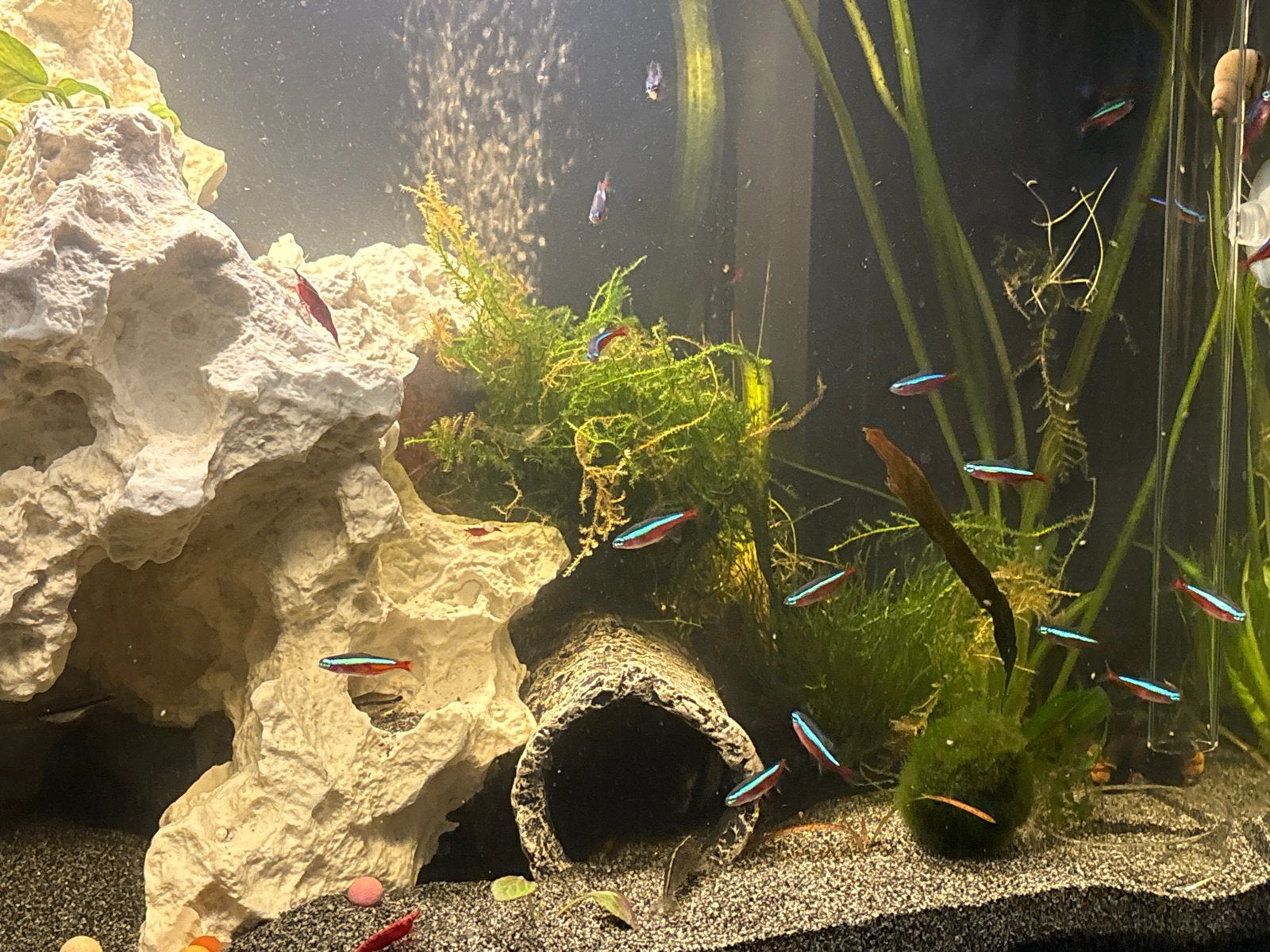 Kardinaal tetra, Dieren en Toebehoren, Vissen | Aquariumvissen, Vis, Zoetwatervis, Schoolvis