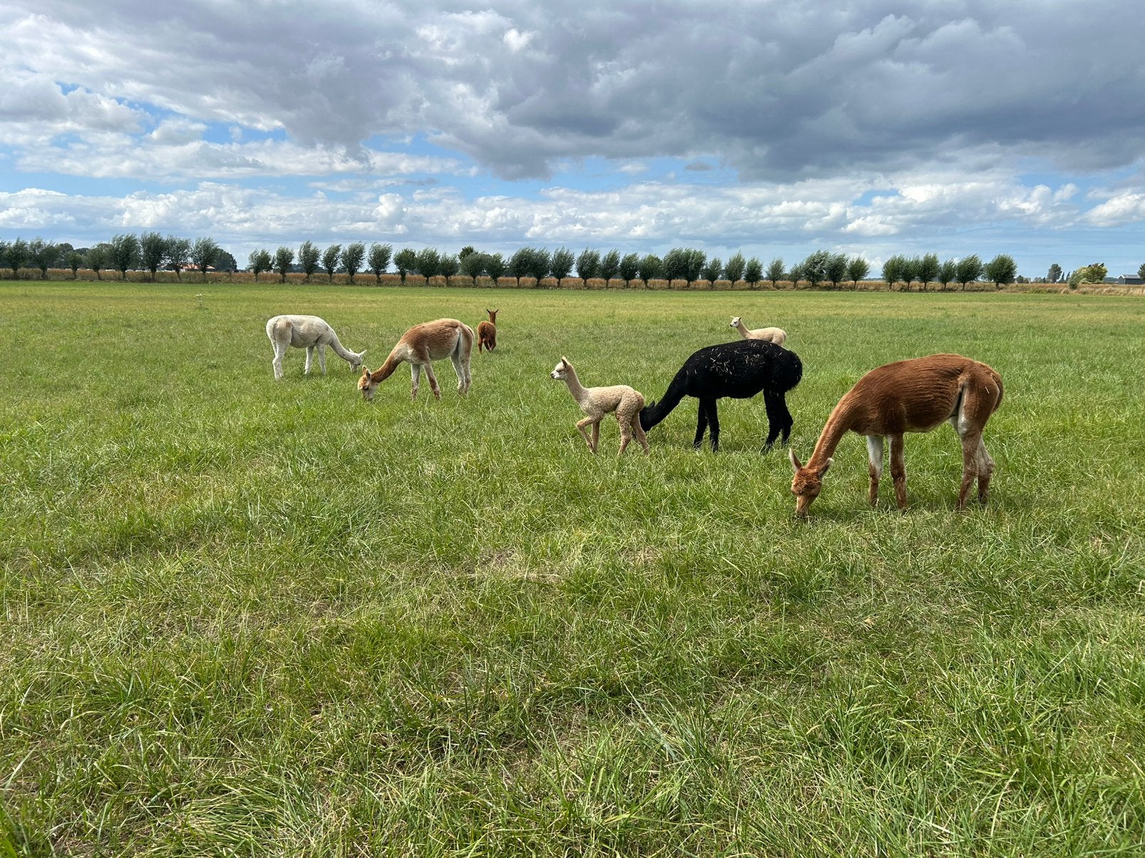 Alpaca alpacas dieren merries en hengsten, Juni, Meerdere dieren