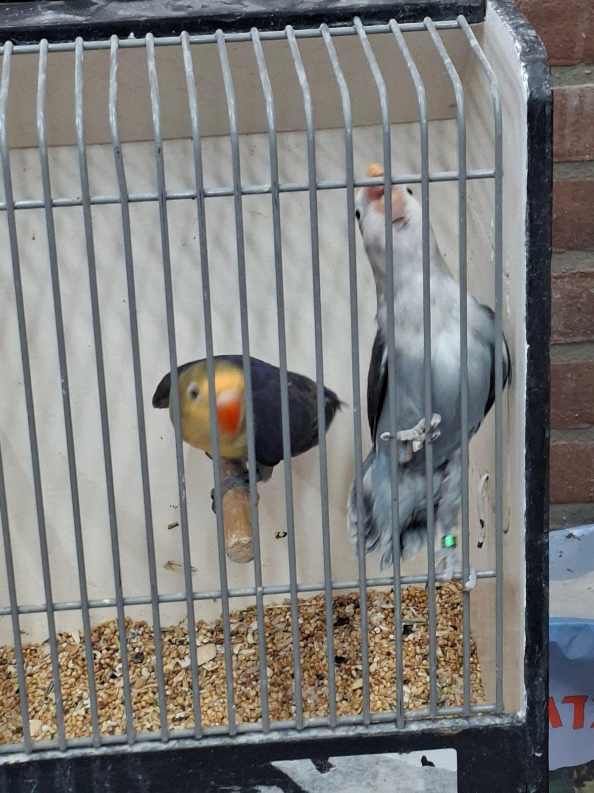 2 koppels ficheries, Meerdere dieren, Parkiet