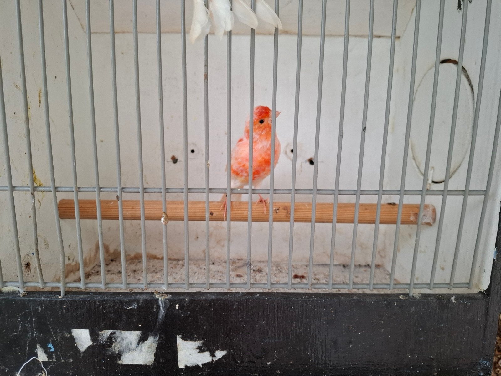 koppel rood mozaiek, Dieren en Toebehoren, Meerdere dieren, Kleurkanarie