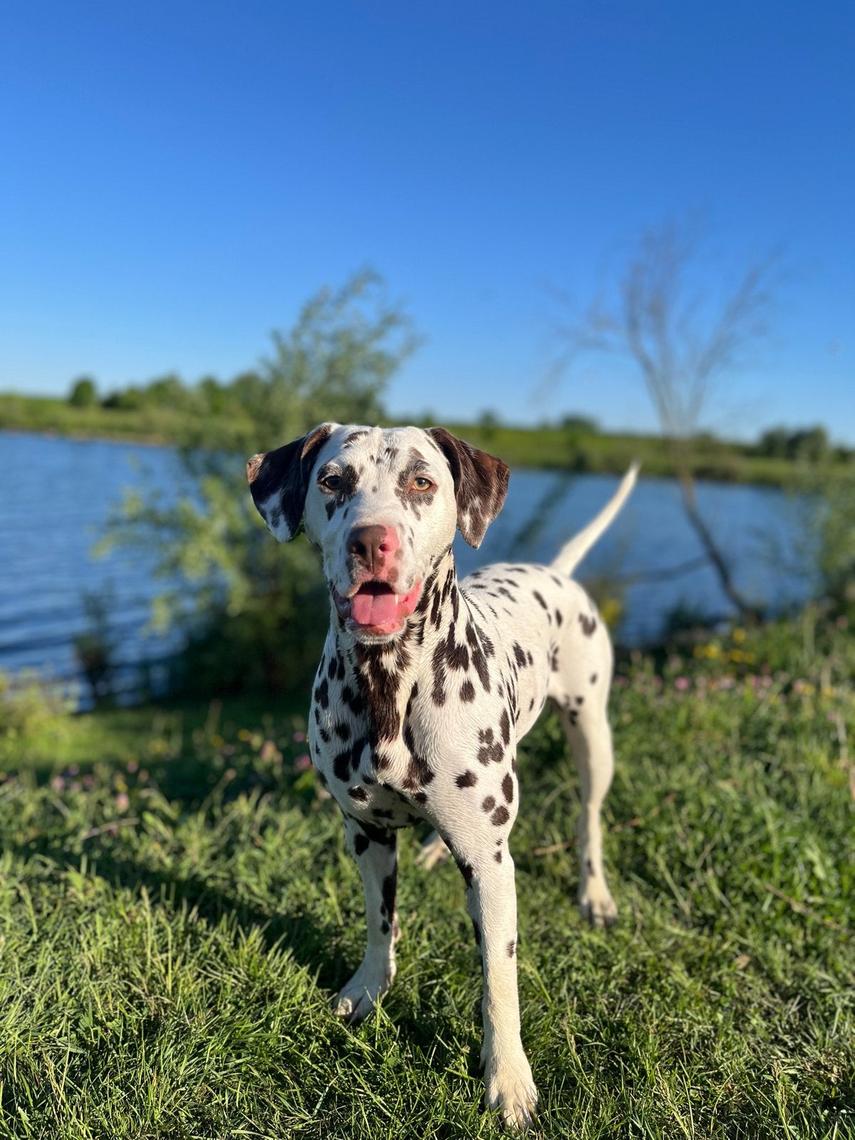 Dalmatiër 3 jaar, Dieren en Toebehoren, Ophalen, Zo goed als nieuw