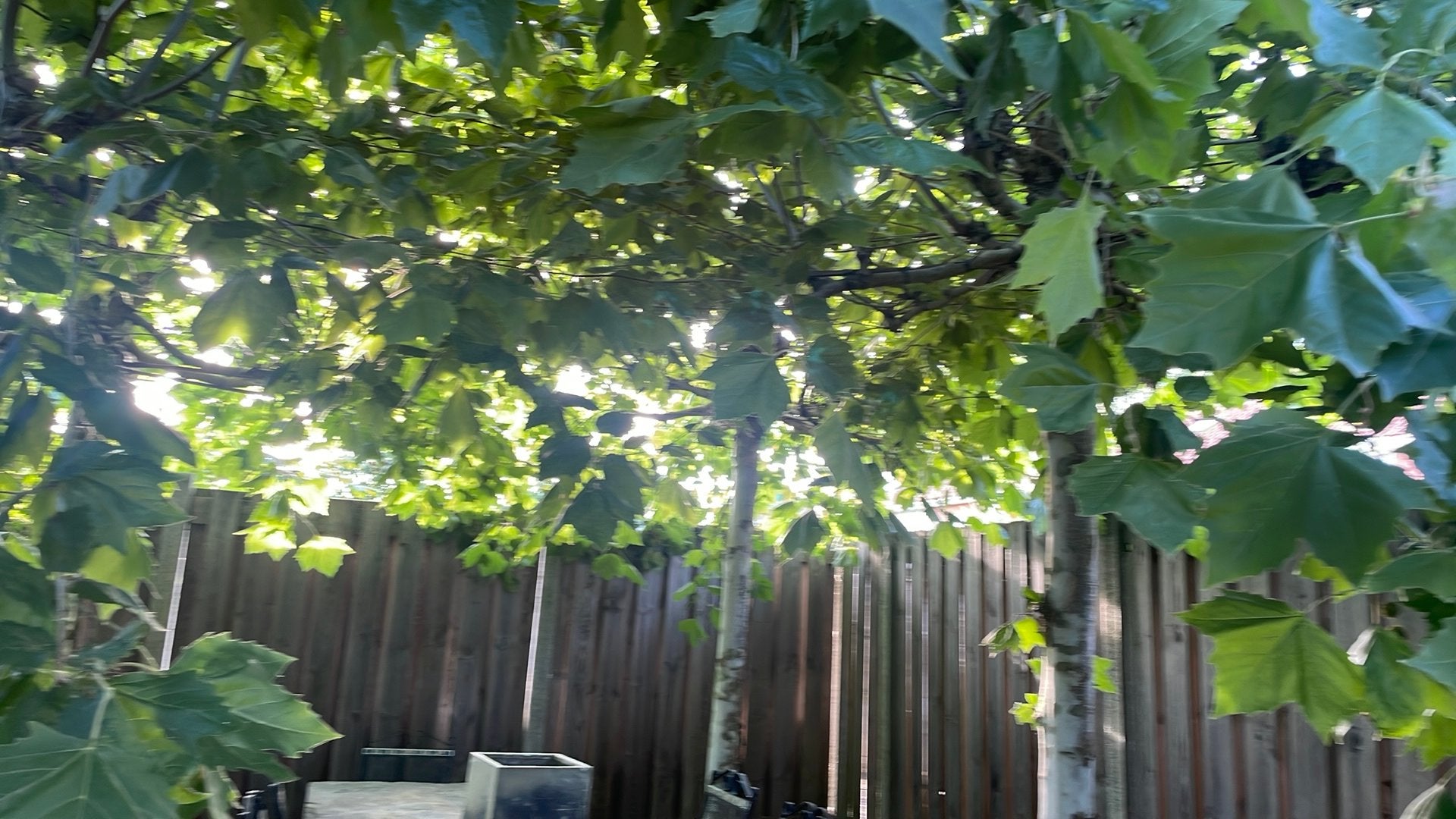 Plataan bomen, Tuin en Terras, Planten | Bomen, Ophalen, Volle zon, Dakboom, 100 tot 250 cm
