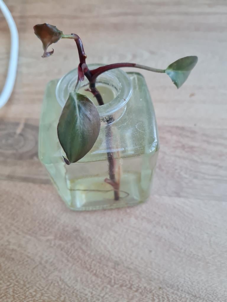 Philodendron new red stek, Ophalen of Verzenden, Halfschaduw, Minder dan 100 cm
