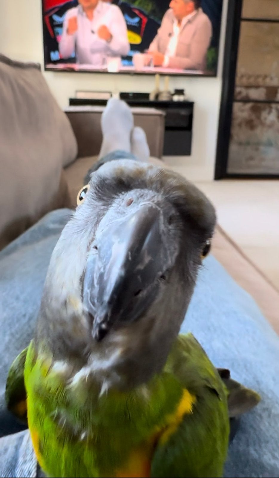 Bonte boertje - Senegalese papegaai, Dieren en Toebehoren, Geslacht onbekend, Papegaai, Pratend