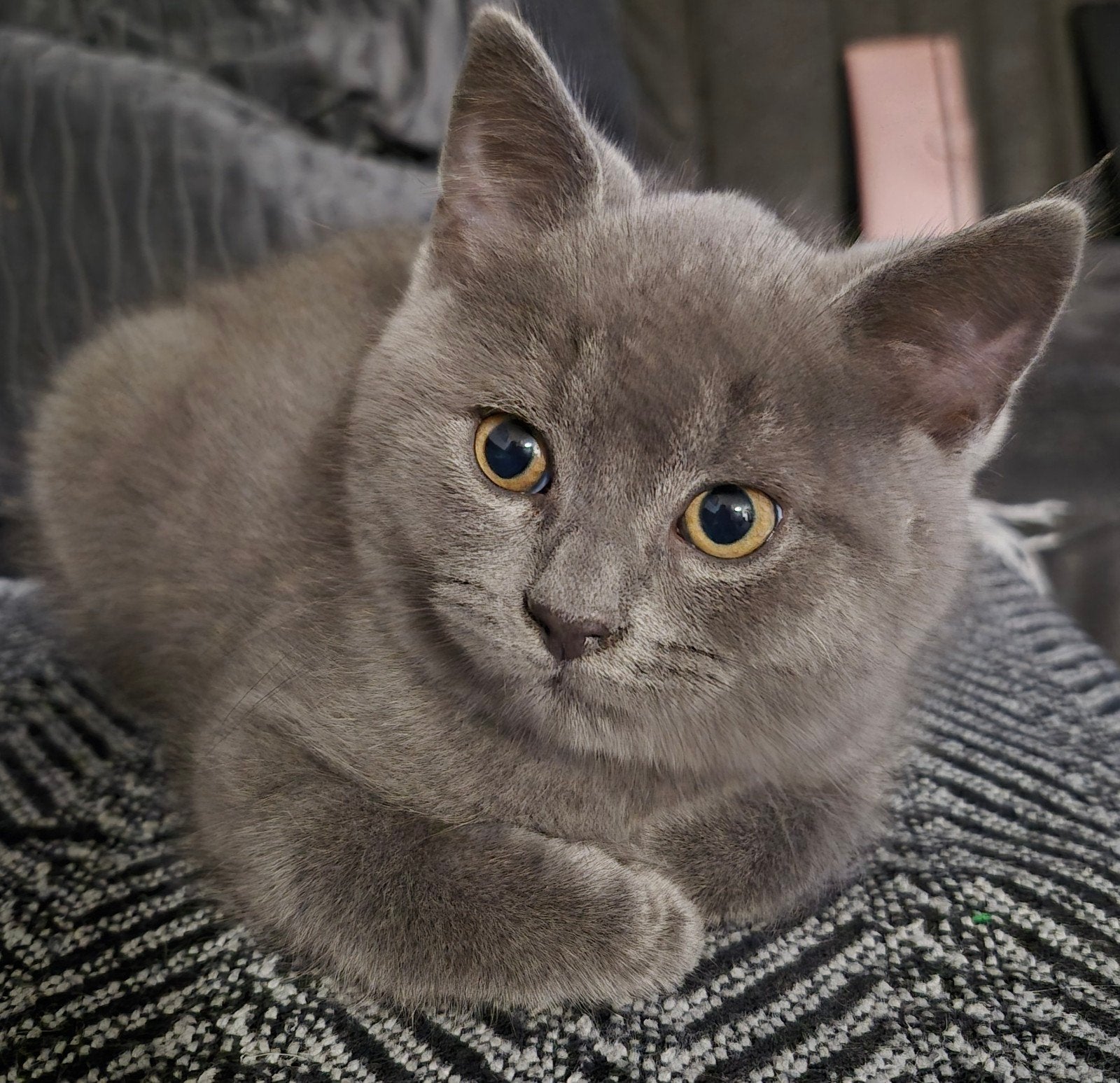 2 kittens te koop (bekijk de beschrijving voor meer info), 0 tot 2 jaar