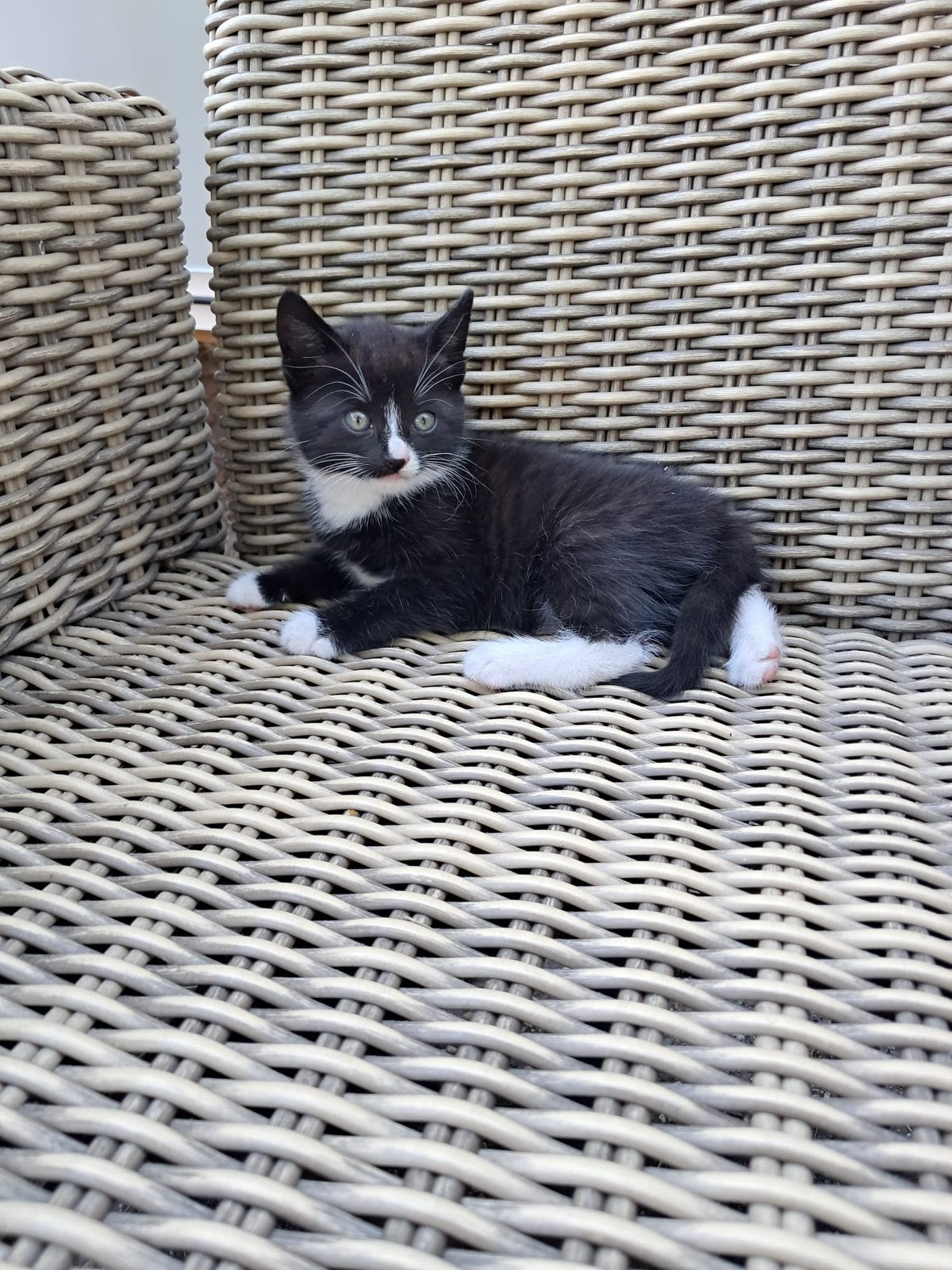 4 poesjes/katers Europese korthaar zwart wit, Meerdere dieren, Kortharig, 0 tot 2 jaar