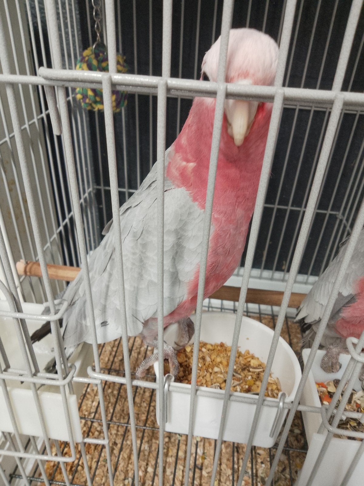 Jonge tamme baby Rose Kakatoes met DNA en getest op alle zie, Dieren en Toebehoren, Vogels | Parkieten en Papegaaien, Meerdere dieren