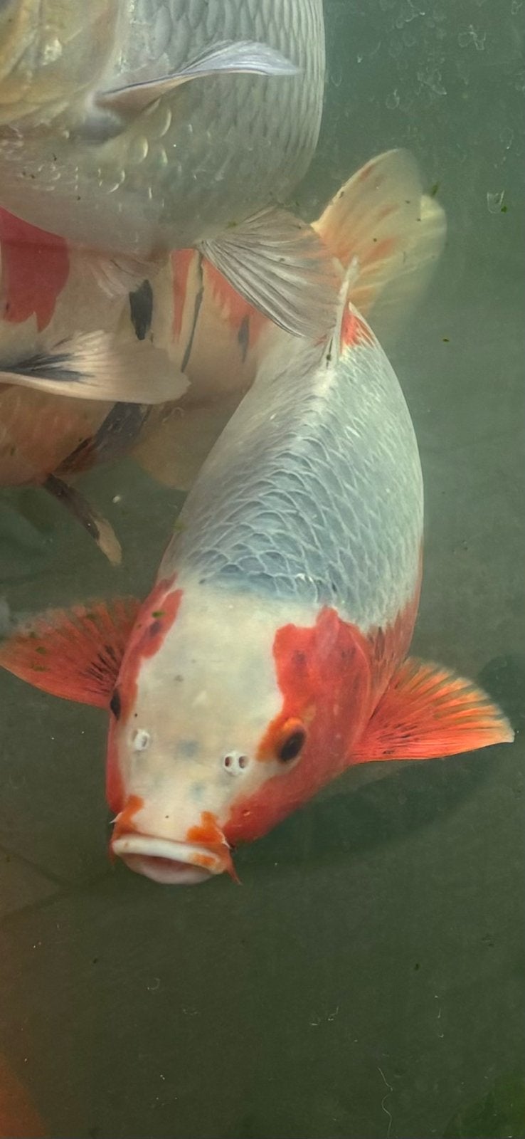 Diverse japanse koi vijver vis, Dieren en Toebehoren, Vissen | Vijvervissen, Karper of Koi