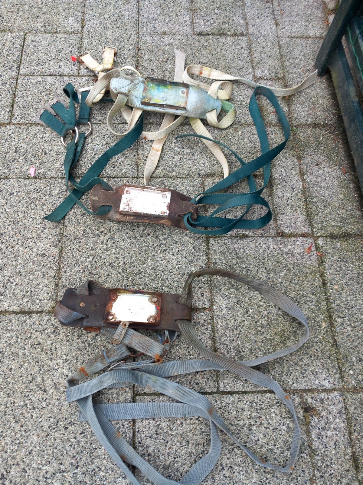 te koop dektuigen, Mannelijk, Schaap