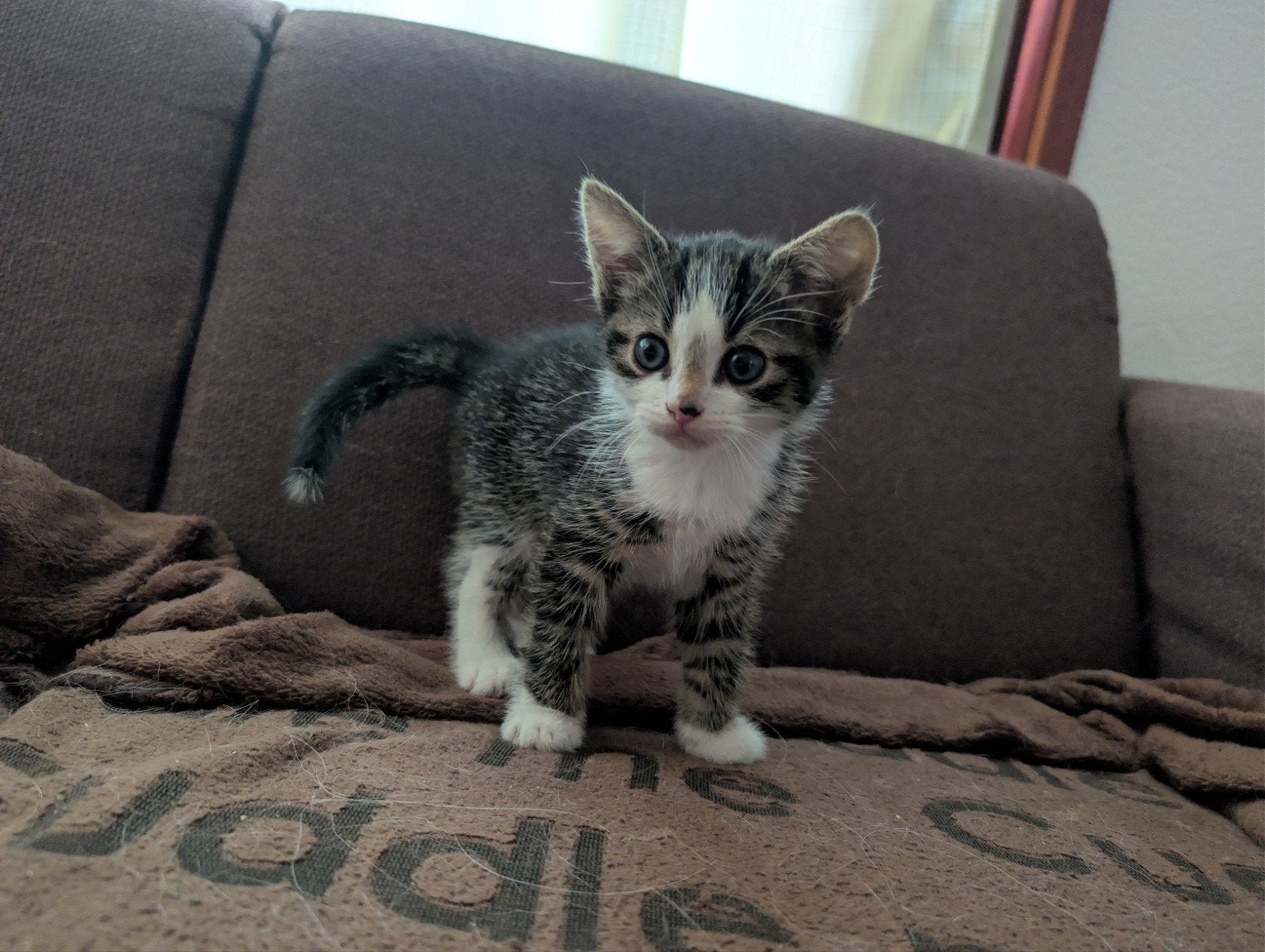 Lieve speelse kittens mogen het nest verlaten, Meerdere dieren