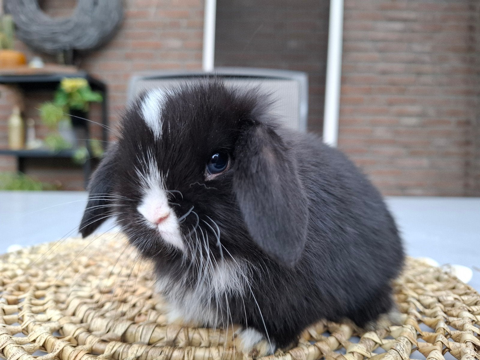 Zwart wit bont met fel blauwe ogen minilop konijntje, Meerdere dieren, Dwerg, Hangoor