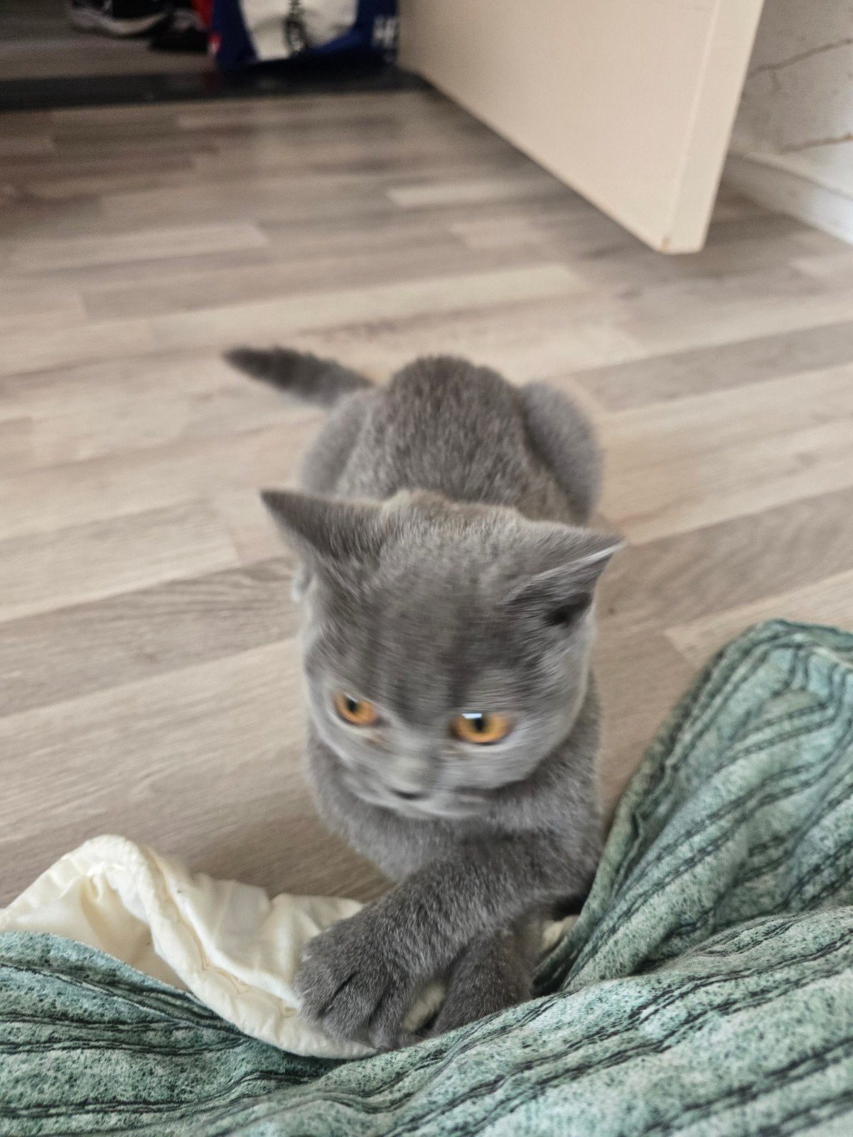 Britse korthaar poesje 4 manden oud, Poes