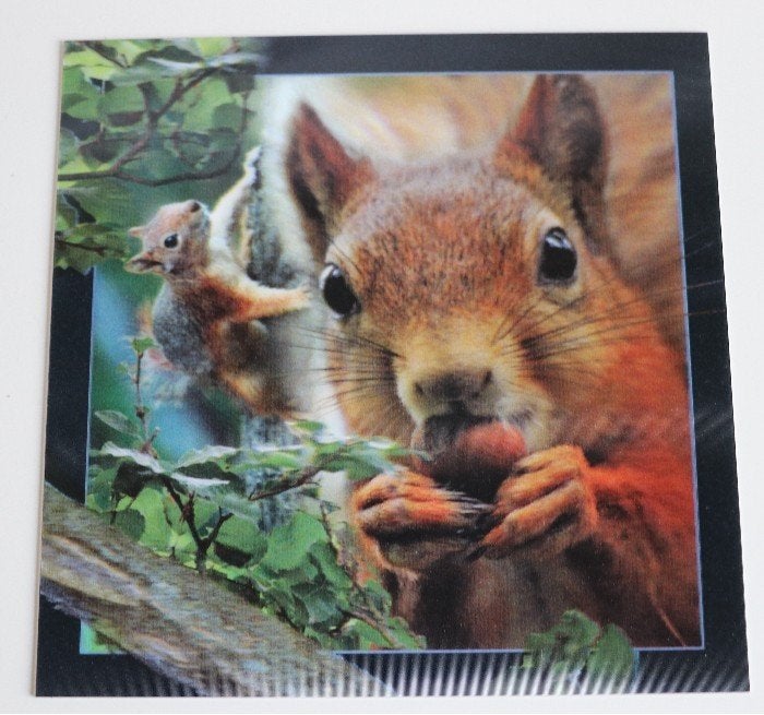 Grote vierkante 3D kaart eekhoorns, nieuw, Verzamelen, Ansichtkaarten | Dieren, Ophalen of Verzenden, 1980 tot heden, Ongelopen