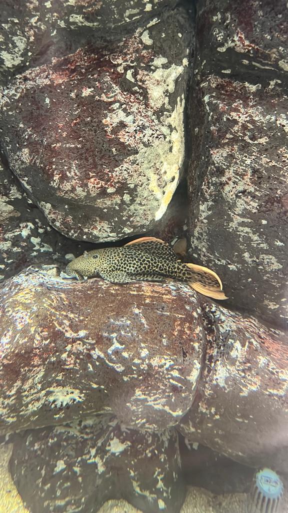 L600 leopard cactus pleco