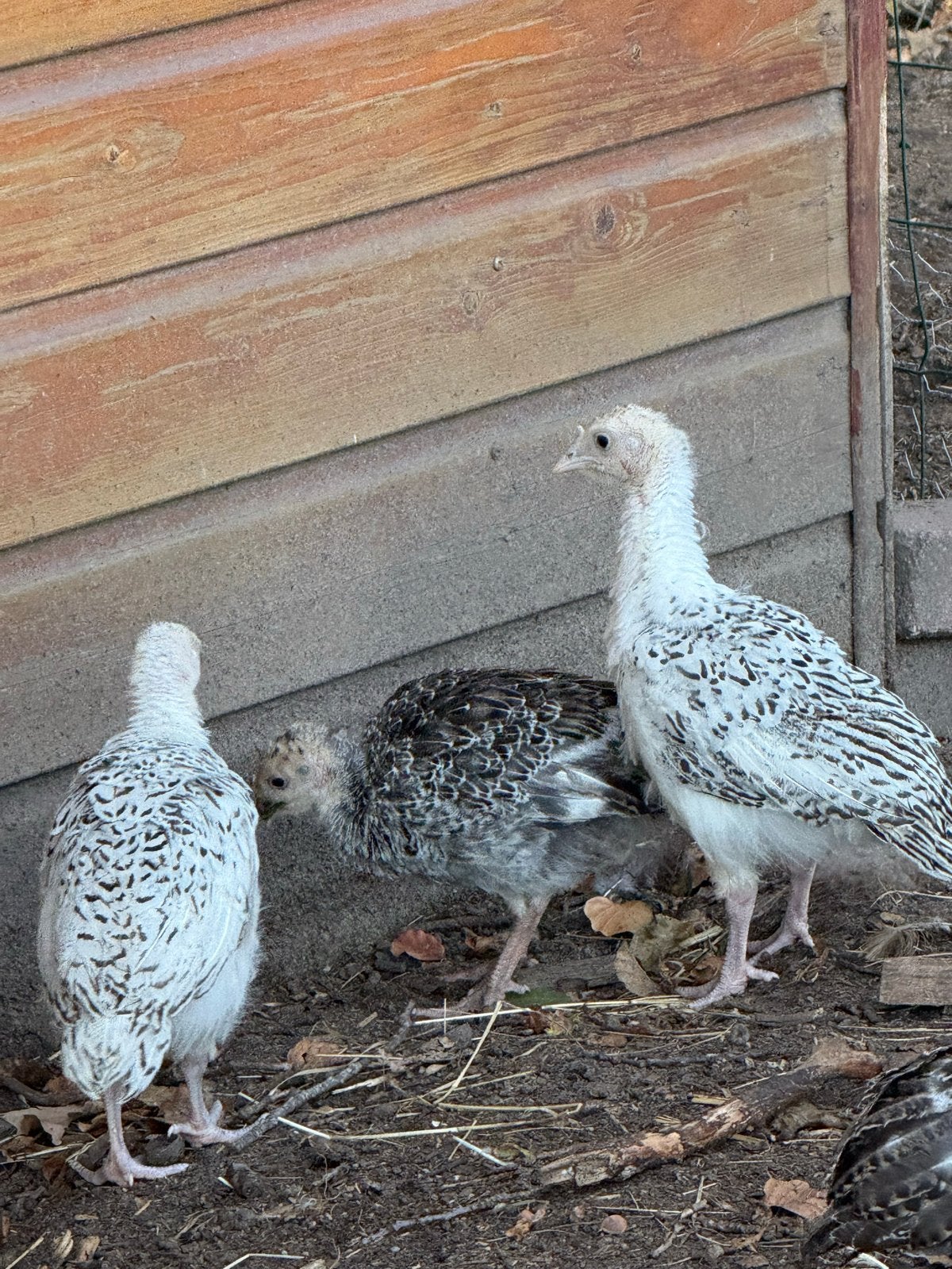 Kalkoenen, Dieren en Toebehoren, Pluimvee, Kalkoen