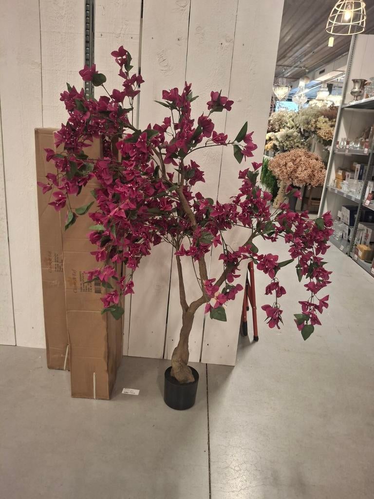 Prachtig donkerroze Bougainvillea boompje van Clayre & Eef, Ophalen of Verzenden, Nieuw, Buiten