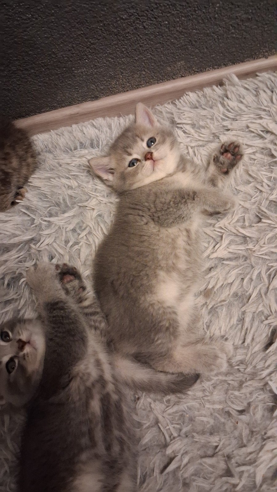 vier prachtige Britse Korthaar katten te koop, Kater, Ontwormd, 0 tot 2 jaar