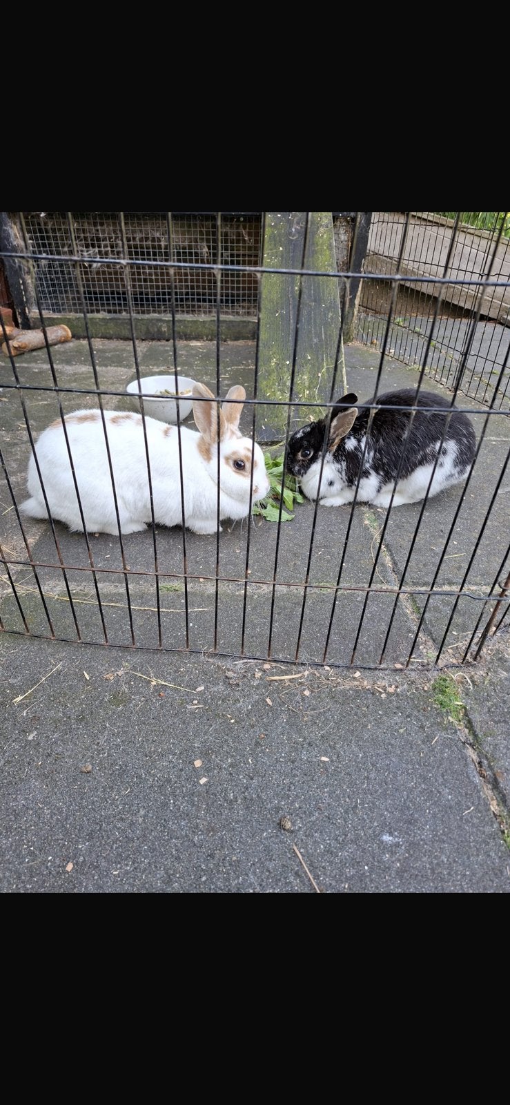 Twee lieve dameskonijnen zoeken samen een nieuw huisje!, Dieren en Toebehoren, Vrouwelijk, Klein, 3 tot 5 jaar