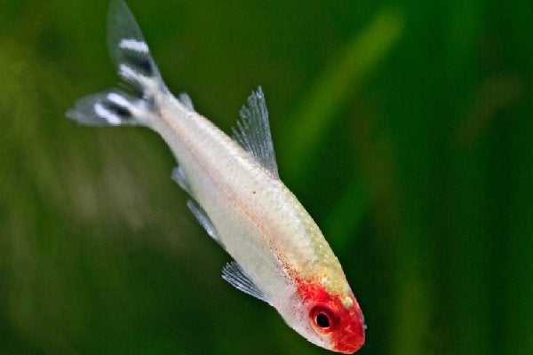 roodkopzalm, Dieren en Toebehoren, Vissen | Aquariumvissen, Vis