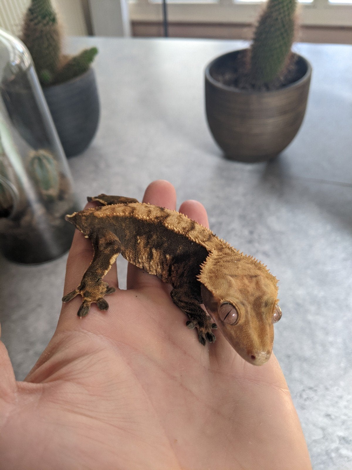 Wimpergekko vrouw, Dieren en Toebehoren, Hagedis, 0 tot 2 jaar