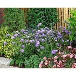 Scabiosa japonica duivekruid, vaste plant, bodembedekker, Ophalen, Vaste plant, Bodembedekkers, Halfschaduw