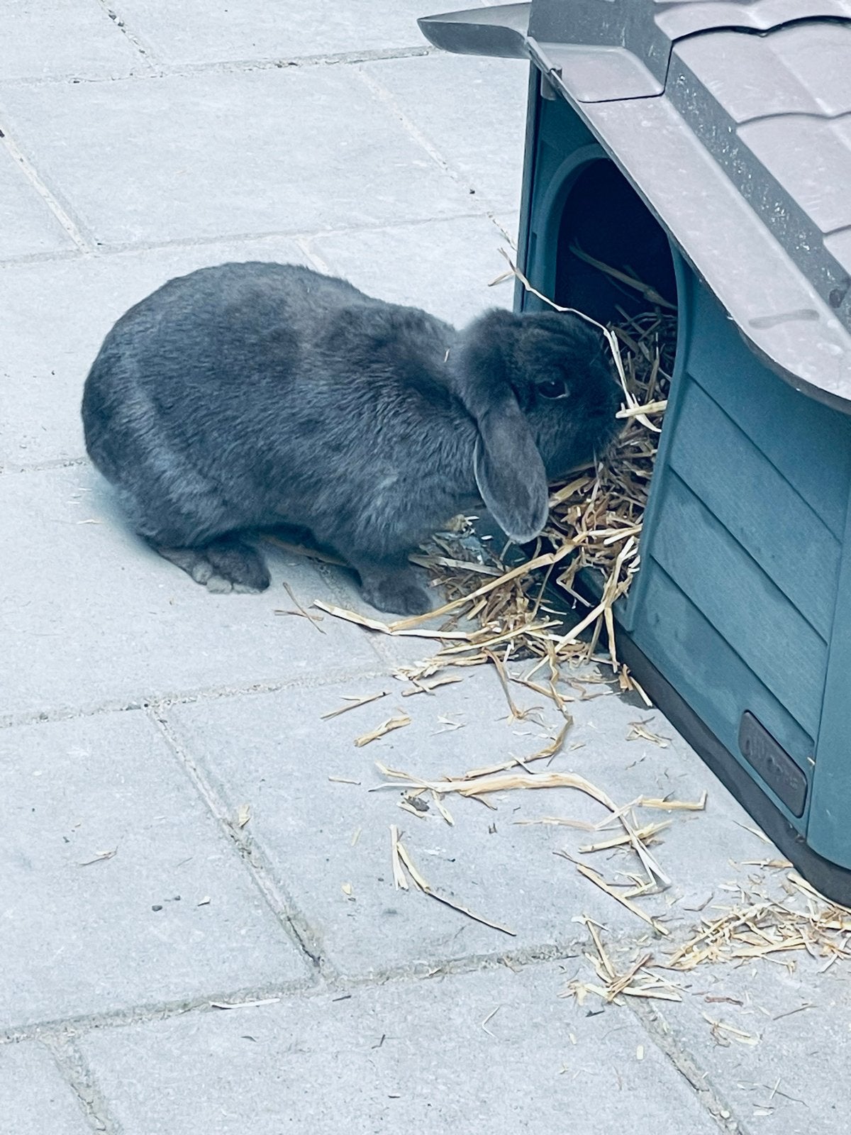2 konijnen!, Dieren en Toebehoren, Knaagdieren, Meerdere dieren, Overige typen, Augustus, Tam