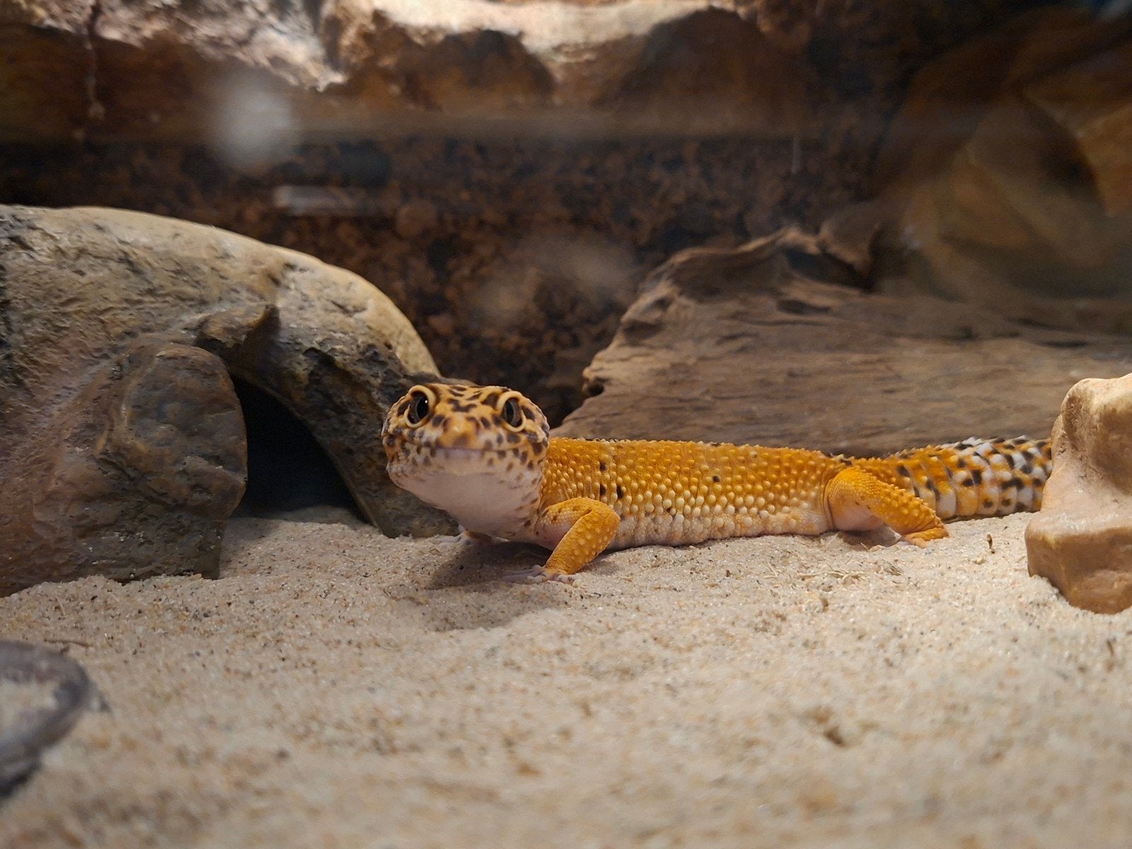 Luipaardgekko met Terrarium Leopard Gecko photo 3