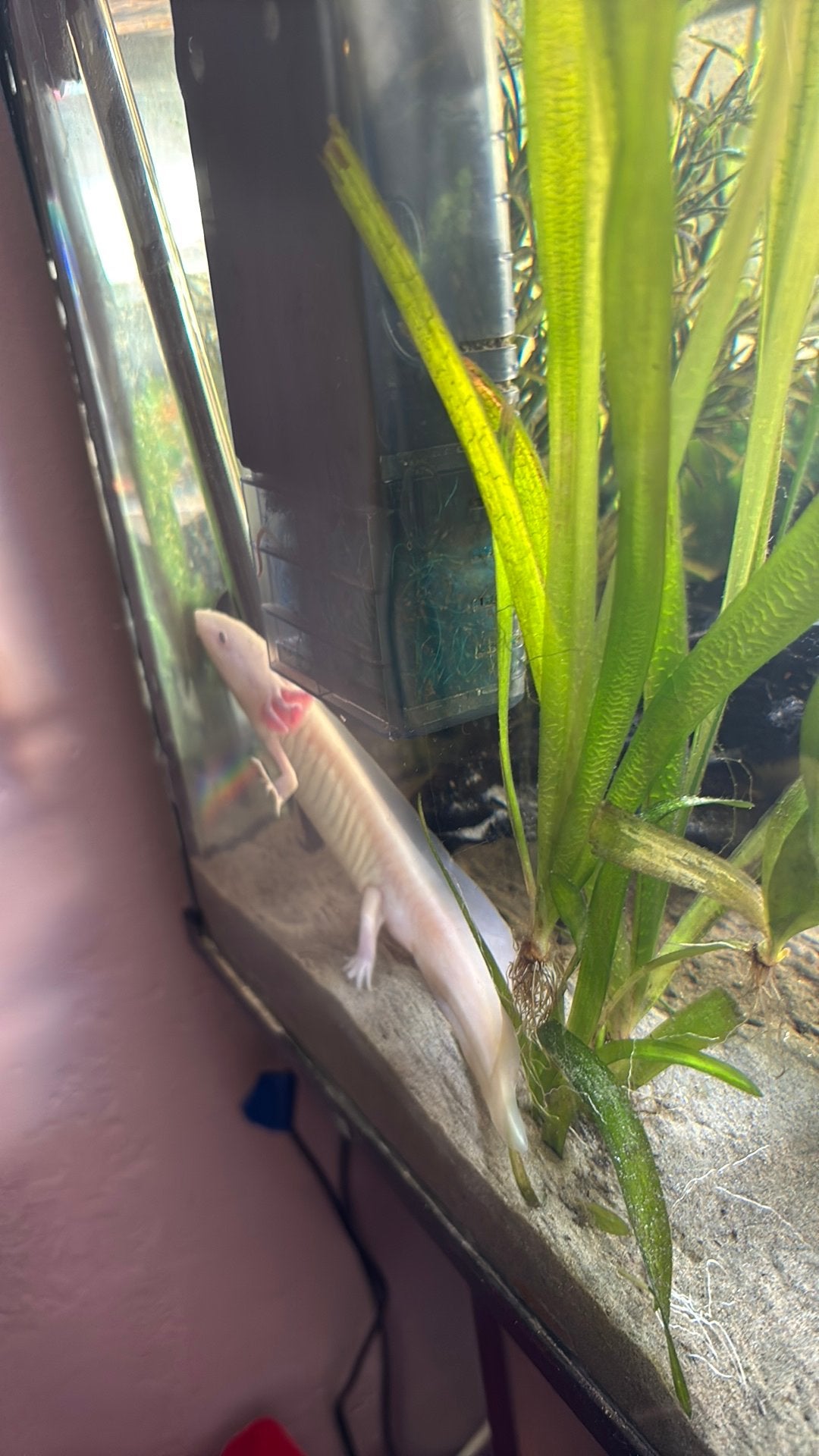 Witte axolotl, Overige typen