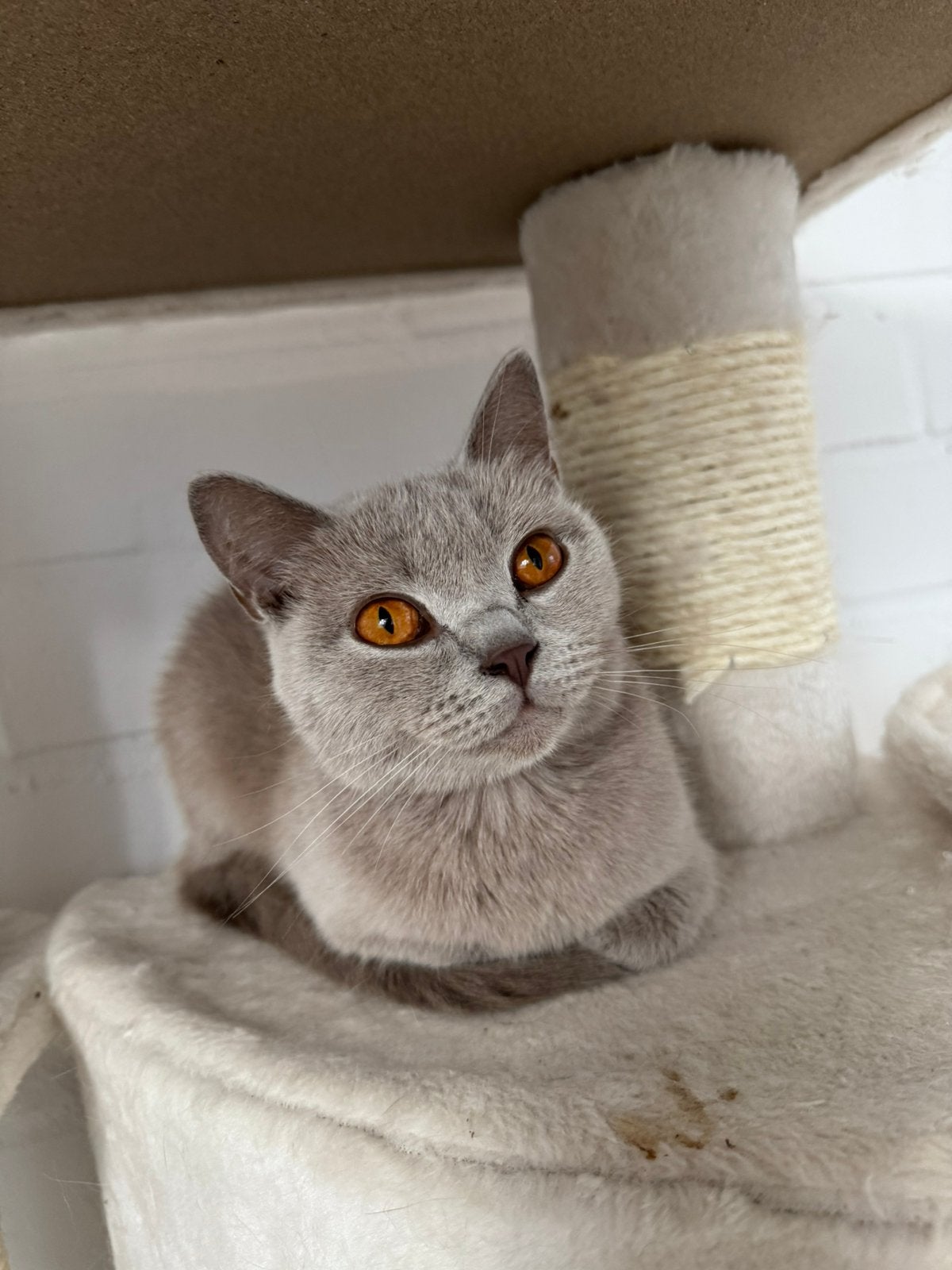 Britse Korthaar Lilac Poes (fokgeschikt) met stamboom, Poes, Met stamboom, 0 tot 2 jaar
