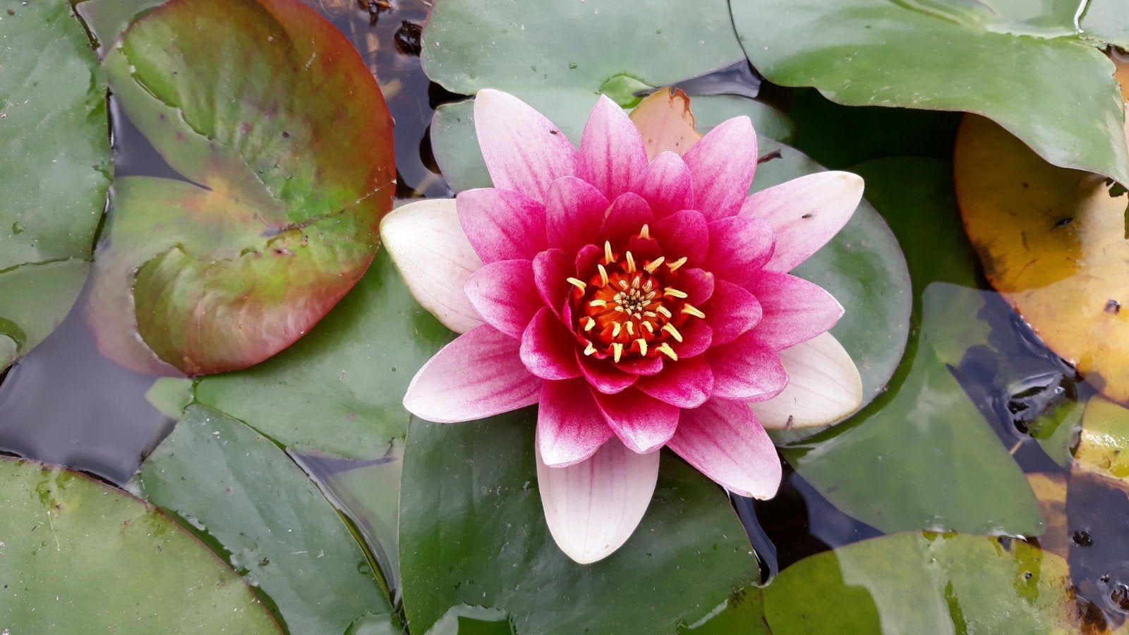 Knollen van roze en witte waterlelies., Tuin en Terras, Ophalen, Nieuw, Overige typen