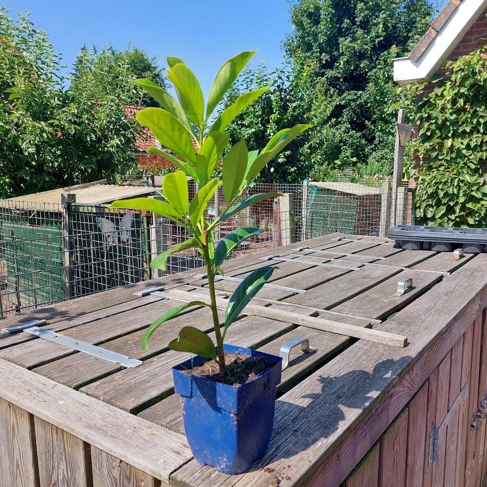 Laurier, Tuin en Terras, Planten | Struiken en Hagen, Ophalen, Laurier, Haag, Minder dan 100 cm