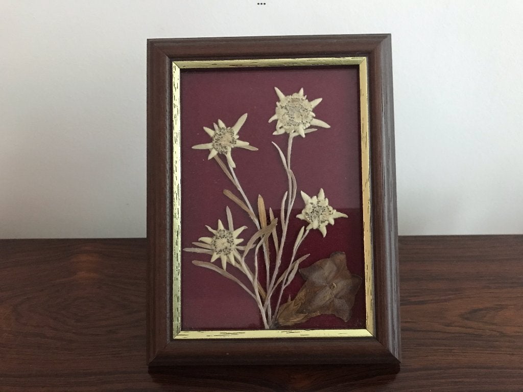 Houten lijst kader edelweiss bloemen achter glas, Ophalen of Verzenden