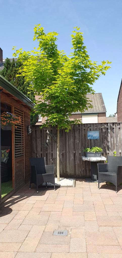 Acer boom gratis, Ophalen of Verzenden, Bloeit niet, Halfschaduw, Overige soorten