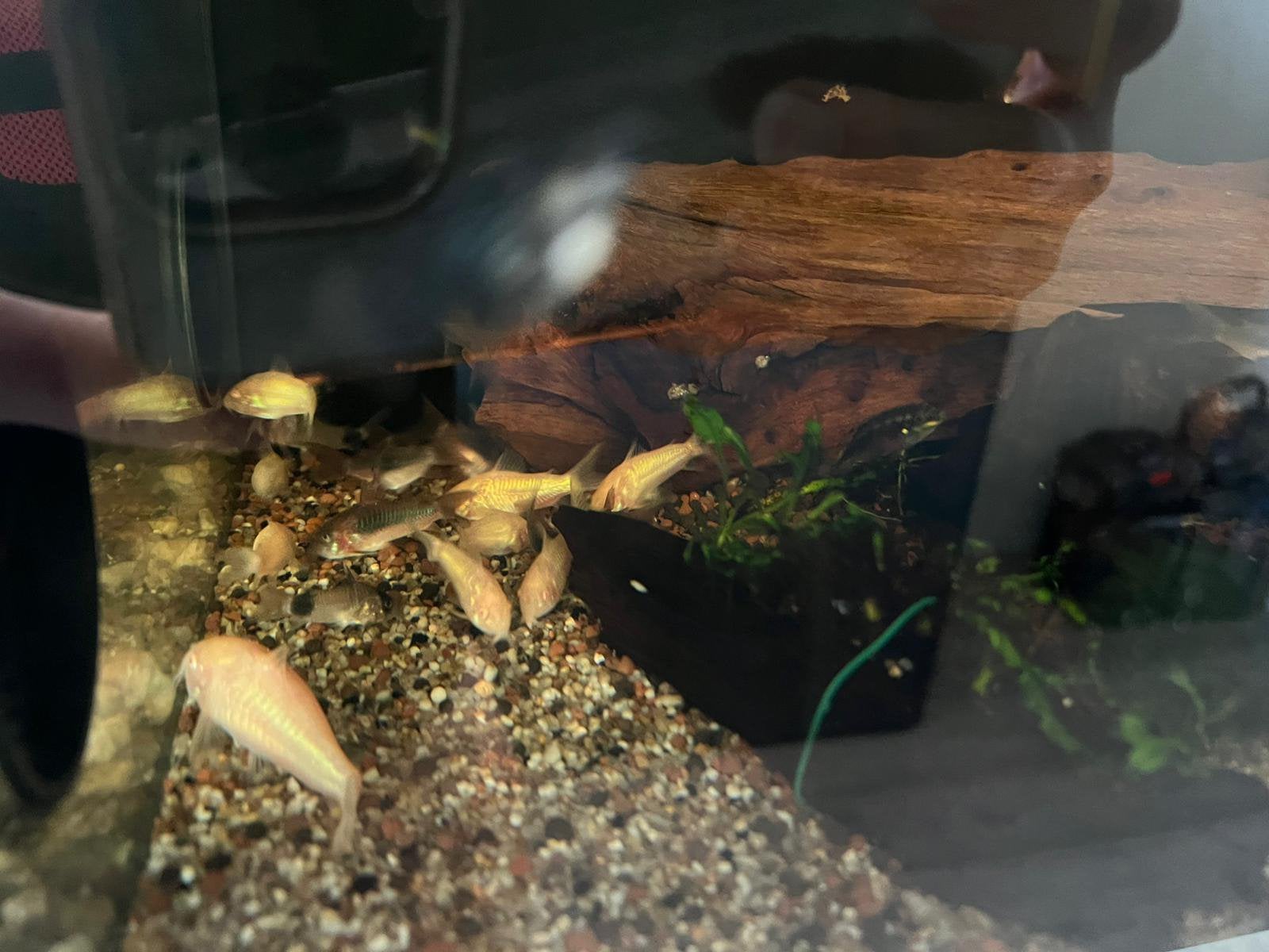 Cordydoras, Dieren en Toebehoren, Slang, 0 tot 2 jaar