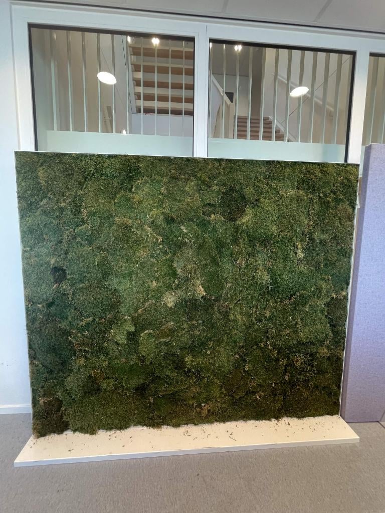 Mos wandpanelen / Moss wall panel, Ophalen, Zo goed als nieuw, 199 cm, 170 cm