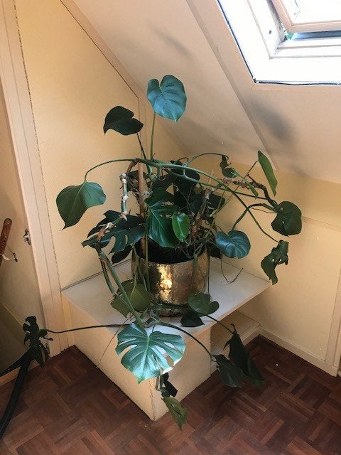 Grote Monstera plant, Tuin en Terras, Vaste plant, Bloeit niet, Halfschaduw, Ophalen