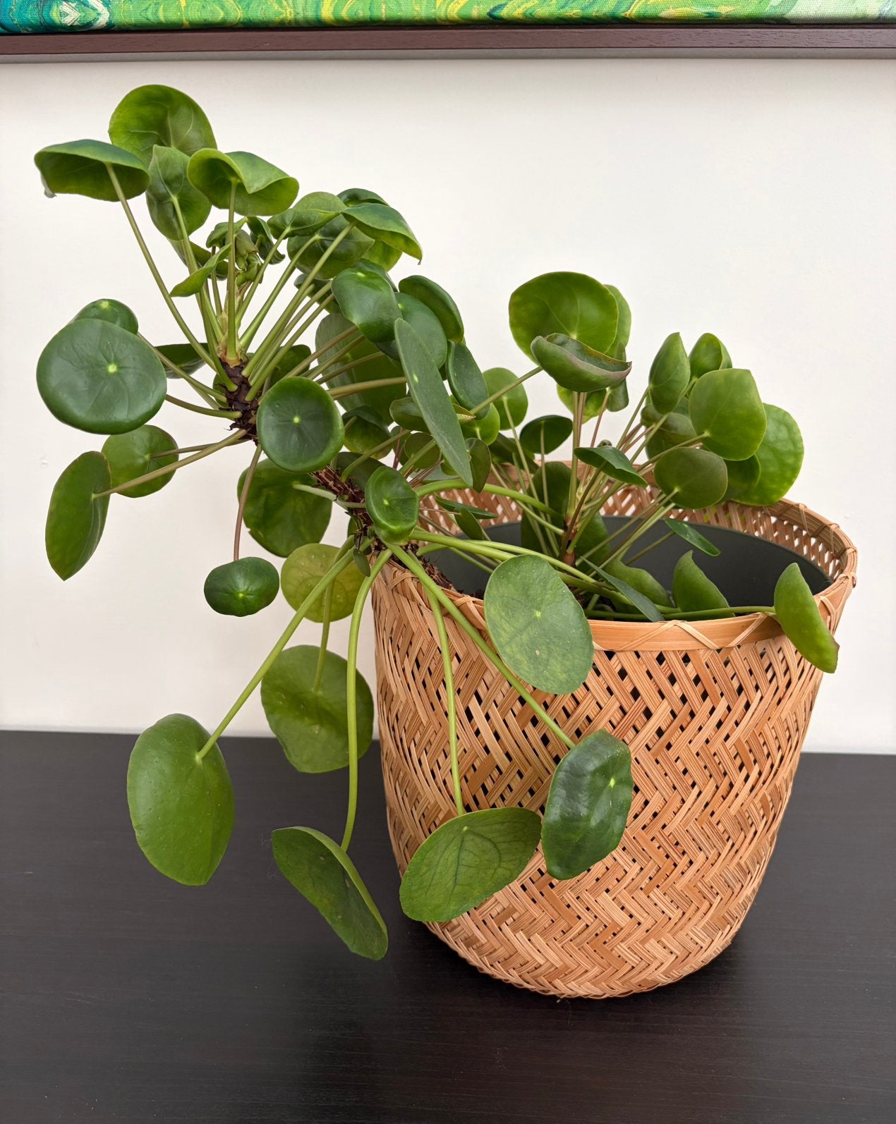 Pannenkoekenplant (Pilea Peperomioides) in IKEA rieten pot, Ophalen, Overige soorten, Halfschaduw, In pot