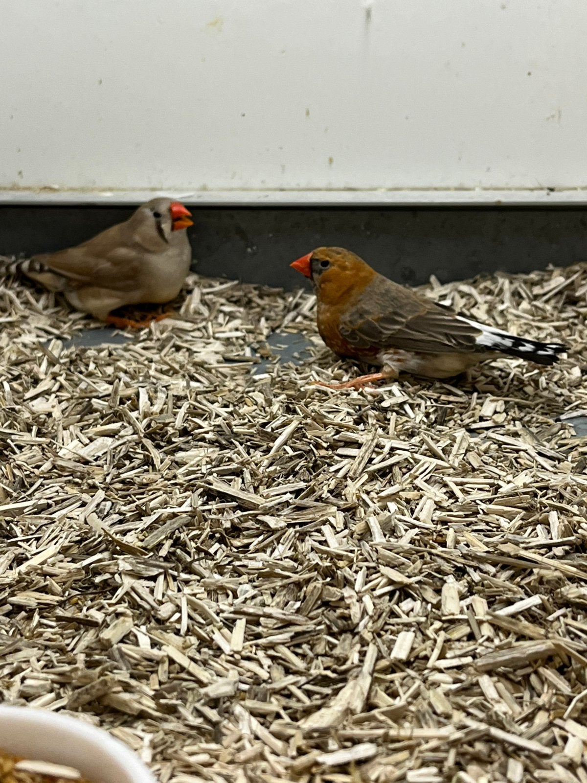 Zebravink Split Oranjeborst x Split Oranjeborst, Dieren en Toebehoren, Meerdere dieren, Tropenvogel, Tam