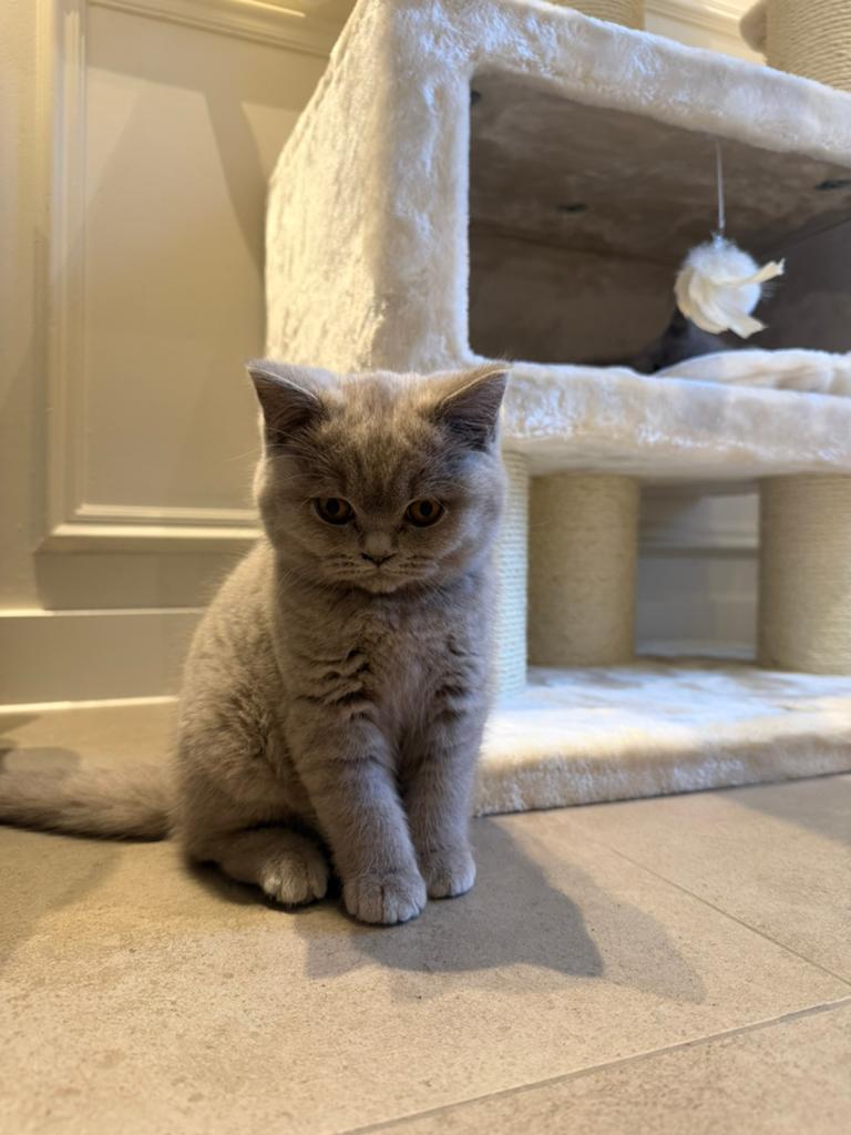 Twee mooiste vrouwtjes Lilac kittens Britsekorthaar, Dieren en Toebehoren, Katten en Kittens | Overige Katten, Poes