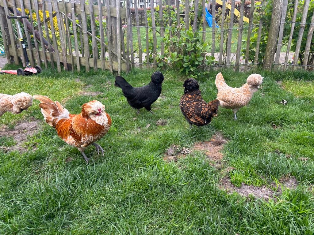 Broedeieren baardkuifhoen padua kriel, Dieren en Toebehoren, Pluimvee, Geslacht onbekend, Kip